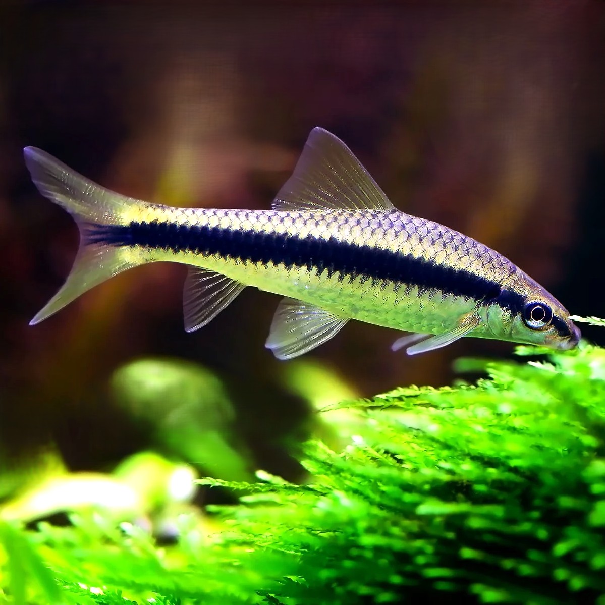 Crossocheilus oblongus Siamese algeneter